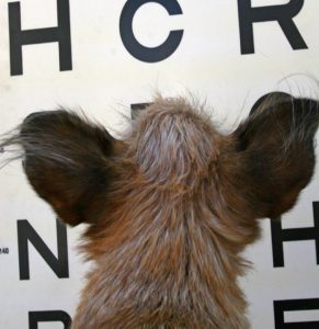 A dog with long hair looking at the letters on the wall.